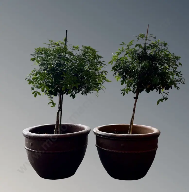 Pair of Stoneware Planters with Mexican Orange Blossoms H115cm Image 1++