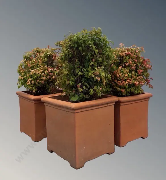 Four Square Terracotta Planters with Dwarf Japanese Nandina Bamboo, planter - H51xL52xD52cm Image 1++