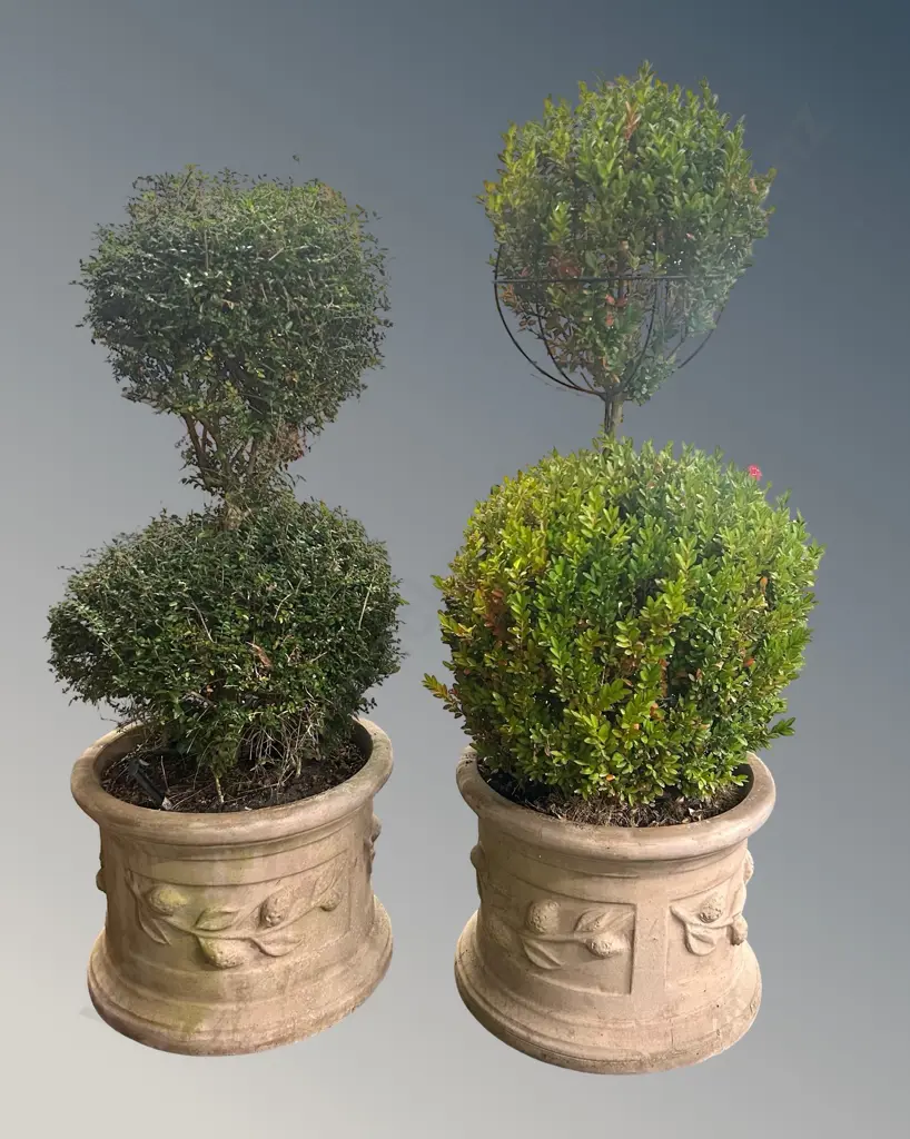 Pair of Round Planters with Lemon and Leaf Motifs, with Buxus Topiaries H31xD38cm Image 1++