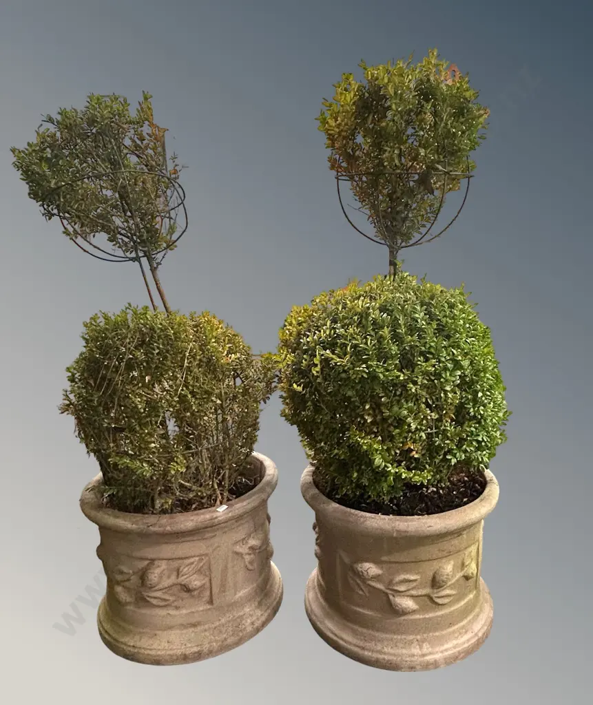 Pair of Round Planters with Lemon and Leaf Motifs with Buxus Toparies, H31xD38cm Image 1++