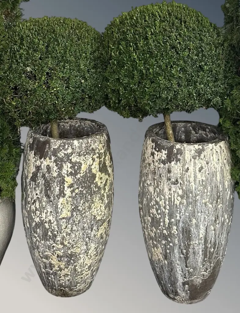 Pair of Topiary Buxus in Textured Distressed Style Concrete Pots H145cm Image 1++