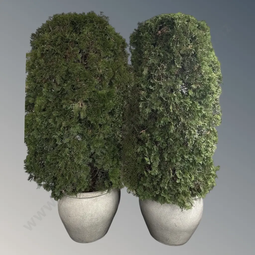Pair of Conifer Thuja Trees in Crackle Glaze Pots H225cm Image 1++