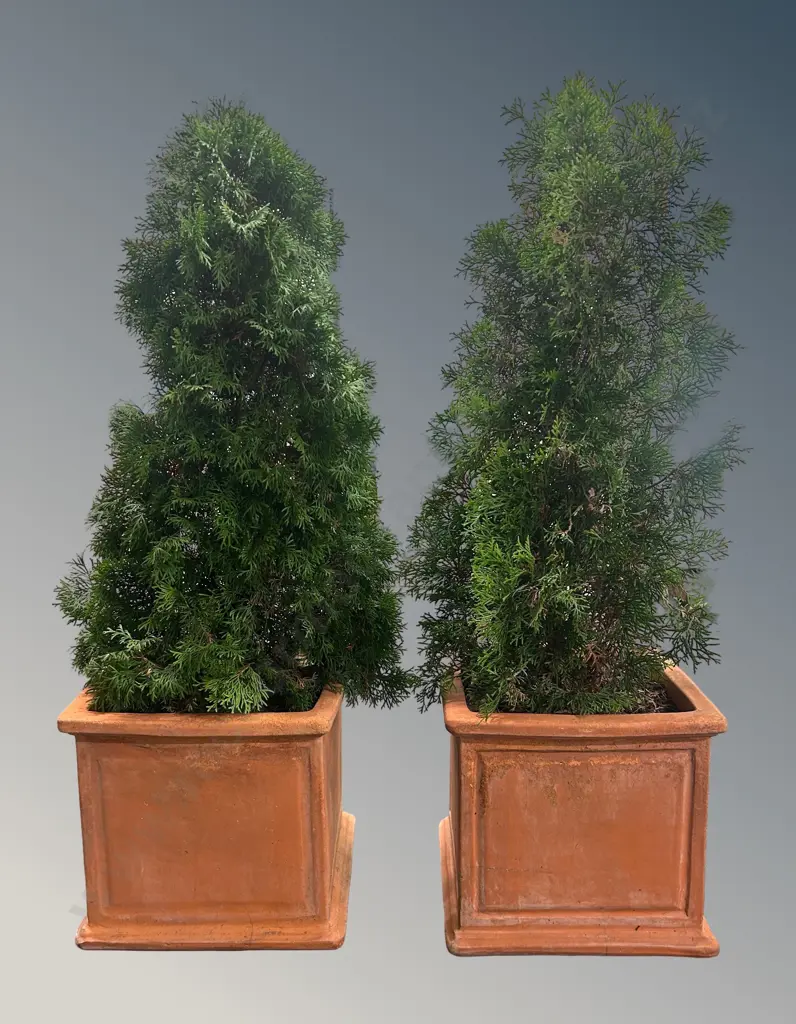 Pair of Square Terracotta Planters with Thuja Plants, H34xD35cm Image 1++