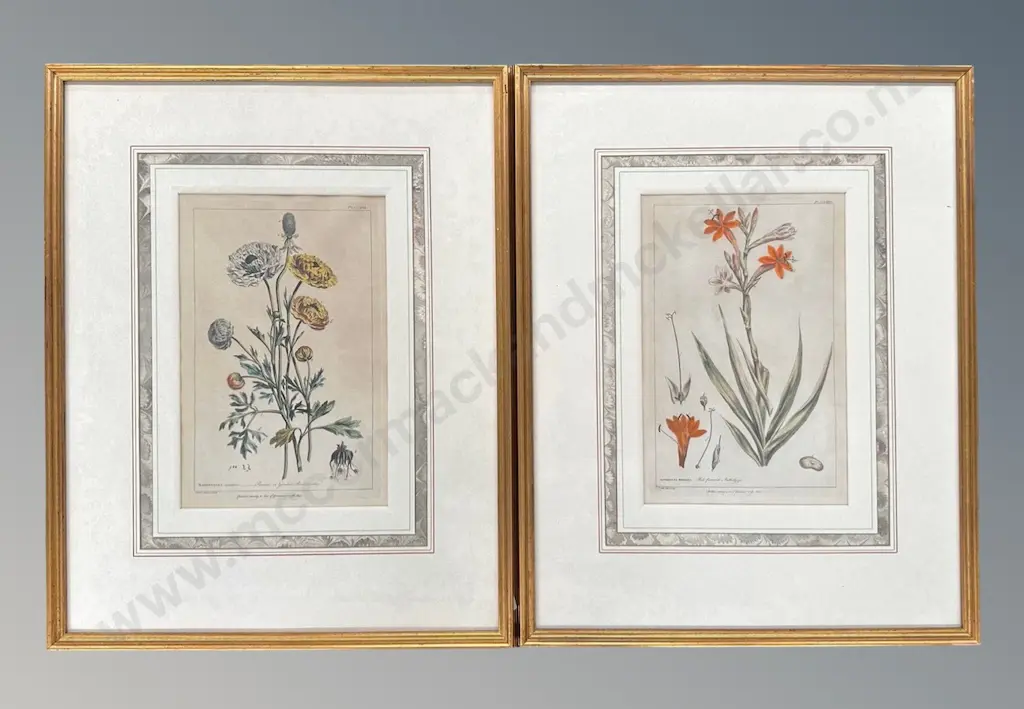 Pair of Botanical Prints in Gilt Frames, 440x310mm Image 1++