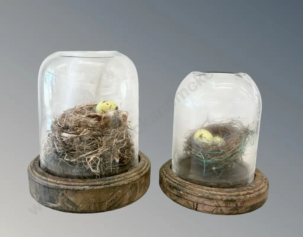 Two Wooden Based Glass Displays with Birds Nests H16-20cm Image 1++