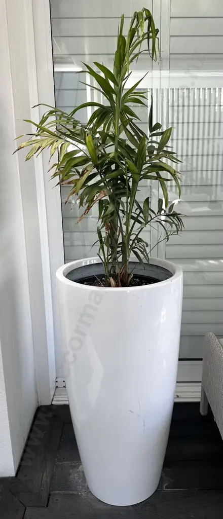 Pair of White Cylindrical Planters with Plants H83cm Image 1++