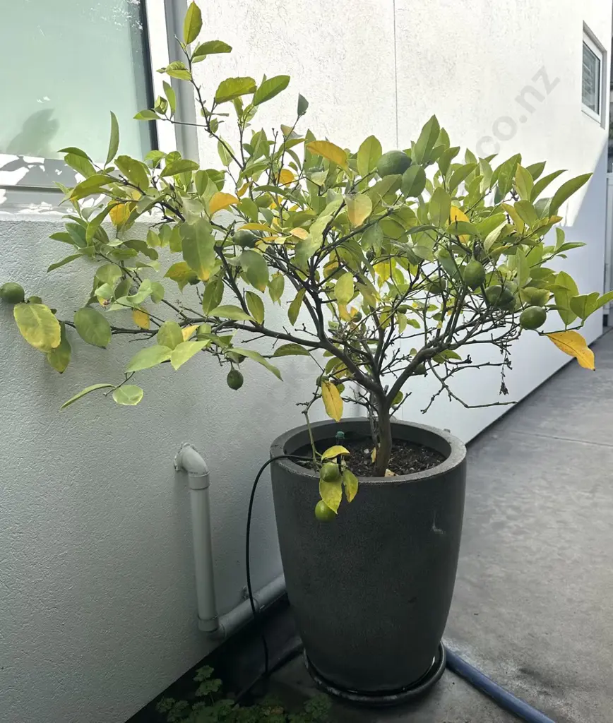 Lemon Tree in Planter H56cm (planter) Image 1++