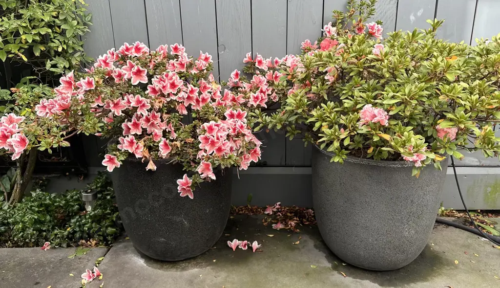 Two Planters with Pink Flowers H40cm Image 1++