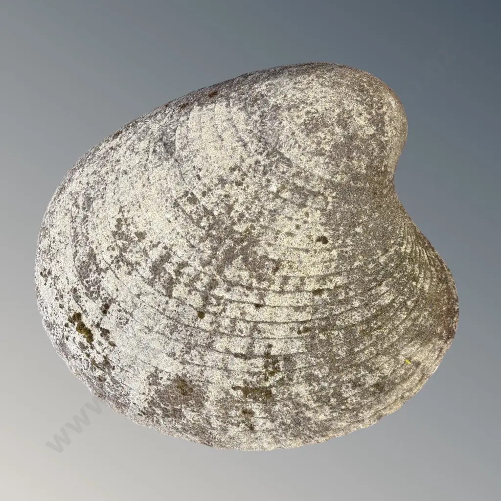 Concrete Clam Shell L72cm Image 1++