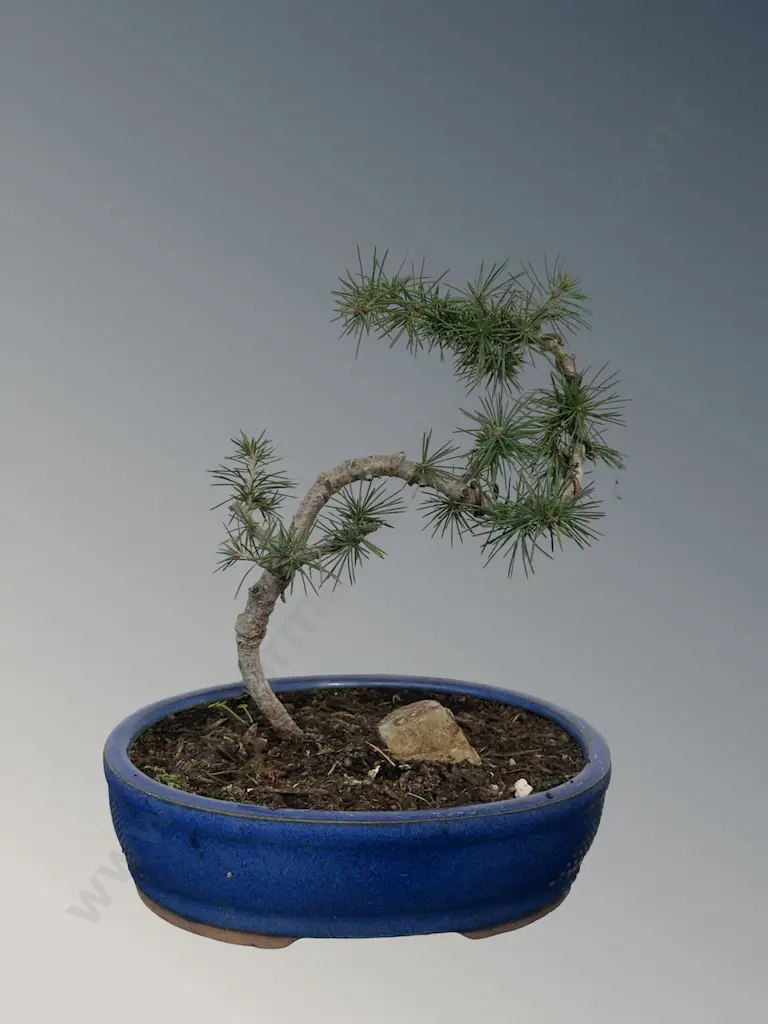 Cedar Bonsai Tree, H20cm Image 1++
