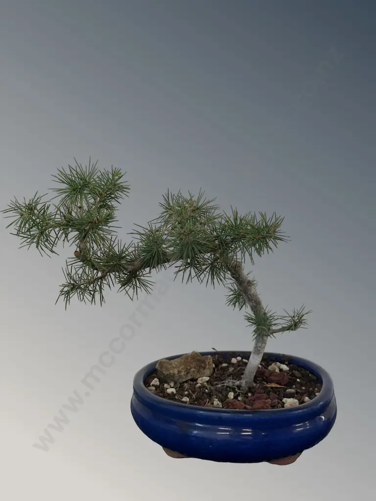 Cedar Bonsai Tree, H22cm Image 1++