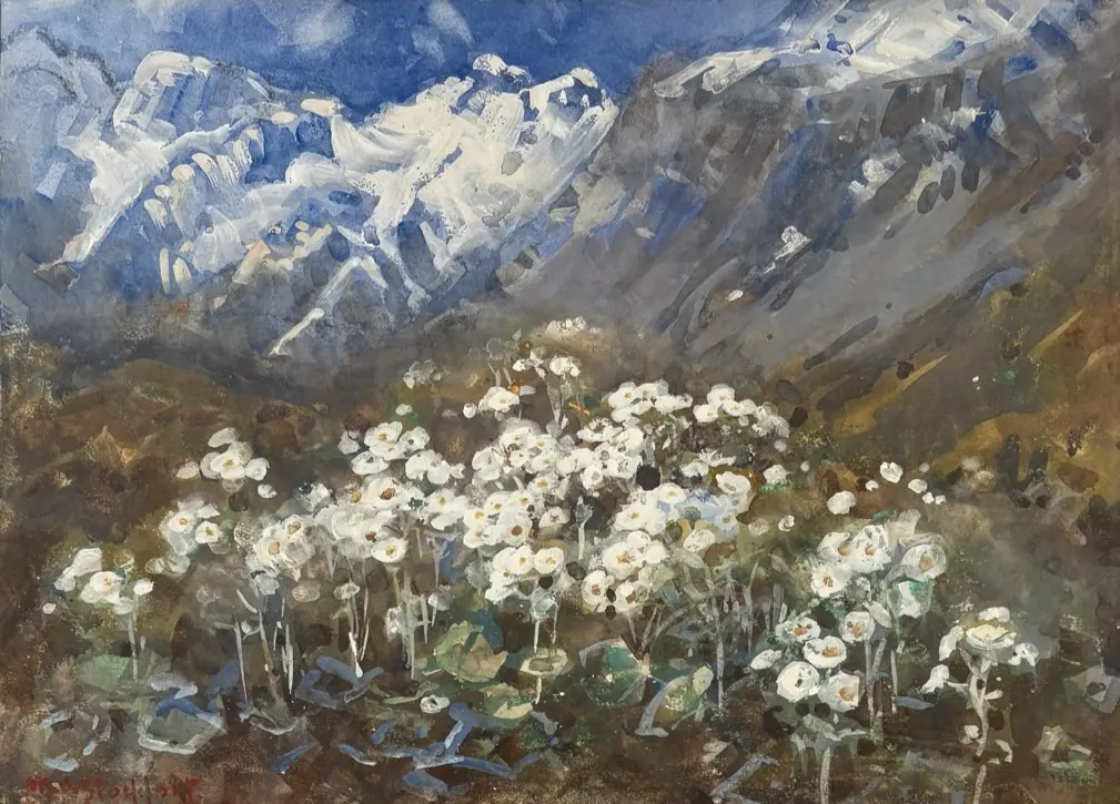 M O Stoddart - Mountain Ranunculus, Hooker Valley, goauche on paper, 280 x 385mm, Image 1++