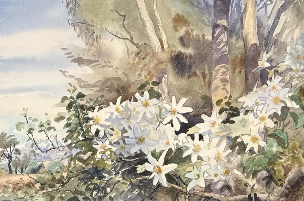 AA Deans - Mountain Daisies, watercolour on paper, 355 x 535mm Image 1++