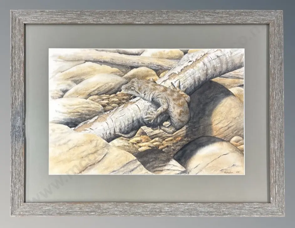 MW Neilson, gecko basking, watercolour on paper, 2013, 320x495mm Image 1++