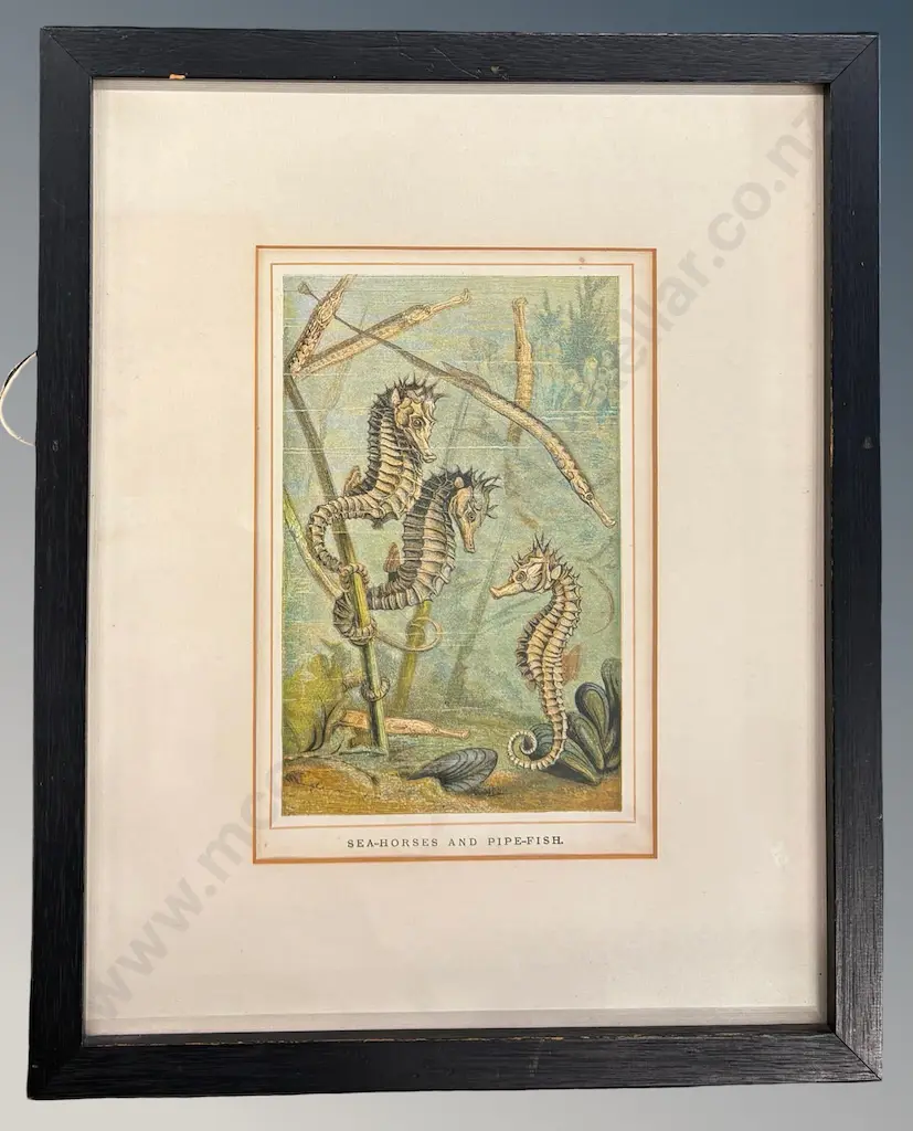 Seahorses & Pipe-Fish, copper engraving on paper, 220x130mm Image 1++