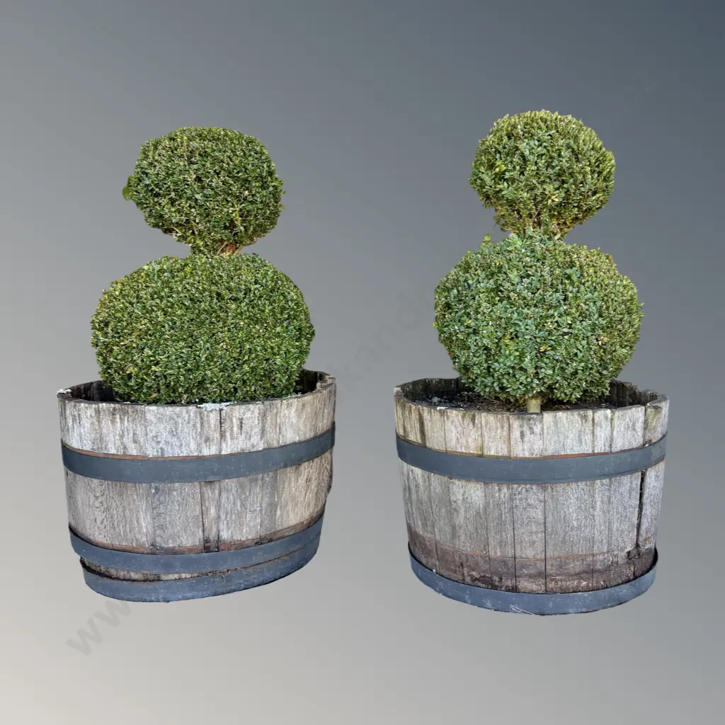 Pair of Double Buxus Topiary in Wooden Barrels H108cm Image 1++