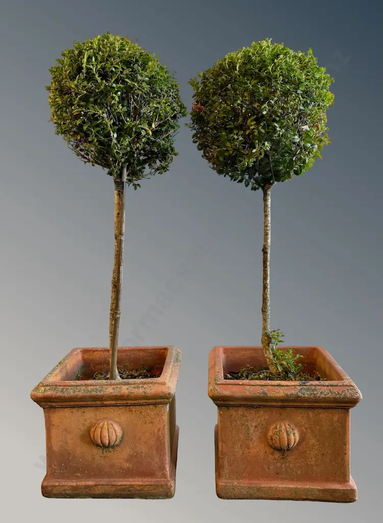 Pair of Buxus Topiary in Square Terracotta Pots H86cm Image 1++