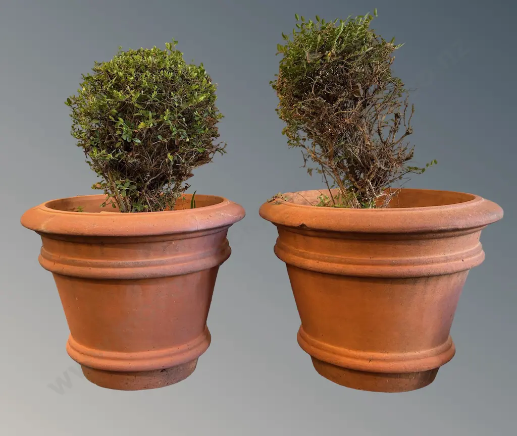 Pair of Terracotta Planters with Lonicera Plants H63cm Image 1++