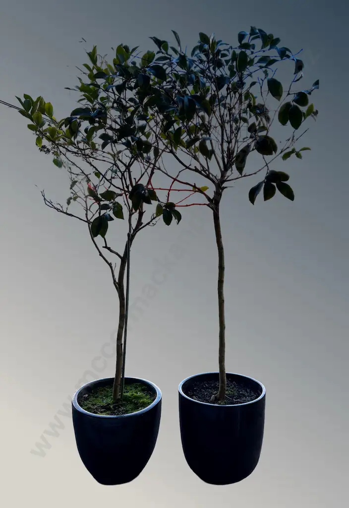 Two Camelias in Pots H170cm Image 1++