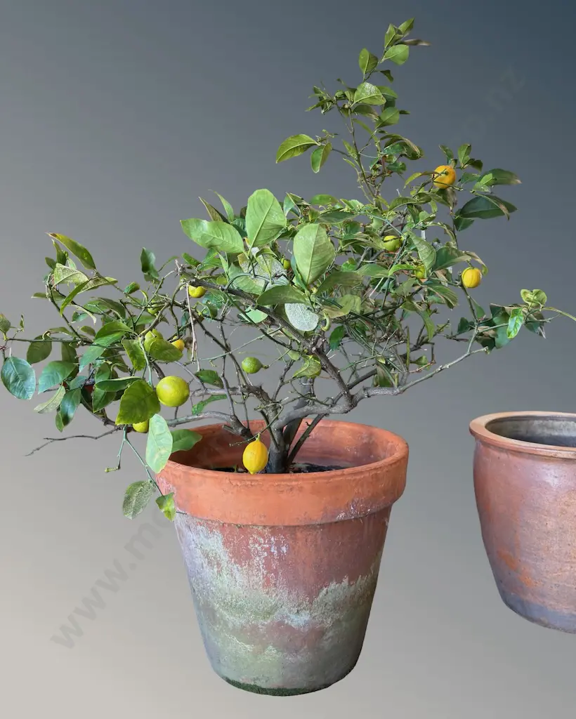 Lemon Tree in Terracotta Pot H125cm Image 1++