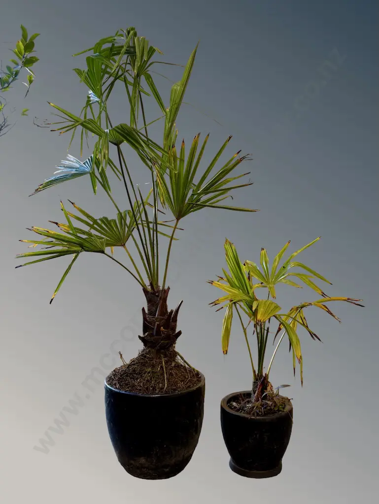 Two Palms in Pots H130cm, H65cm Image 1++