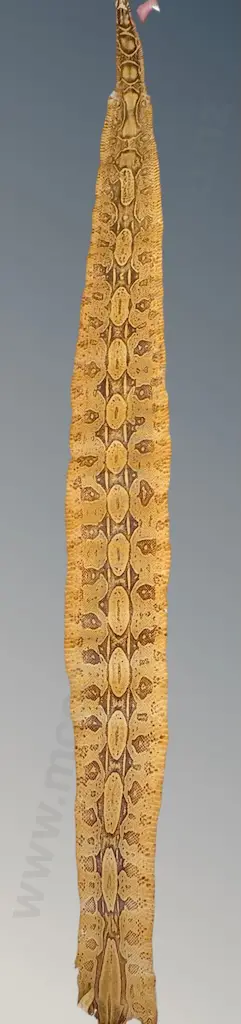 Snake Skin, L212cm Image 1++
