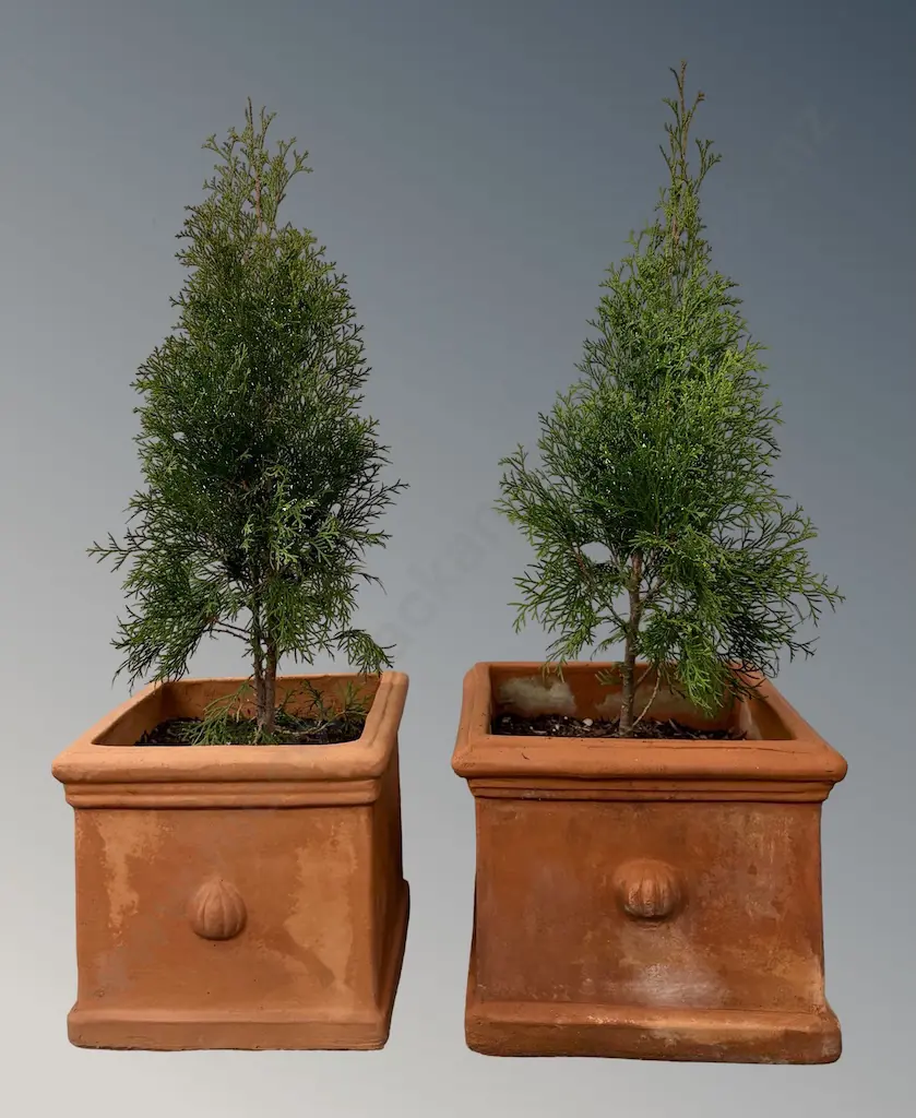 Pair of Square Terracotta Pots with Cedar Trees Image 1++