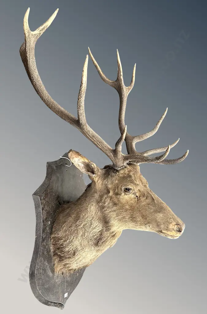Mounted 12 Point Stags Head Image 1++