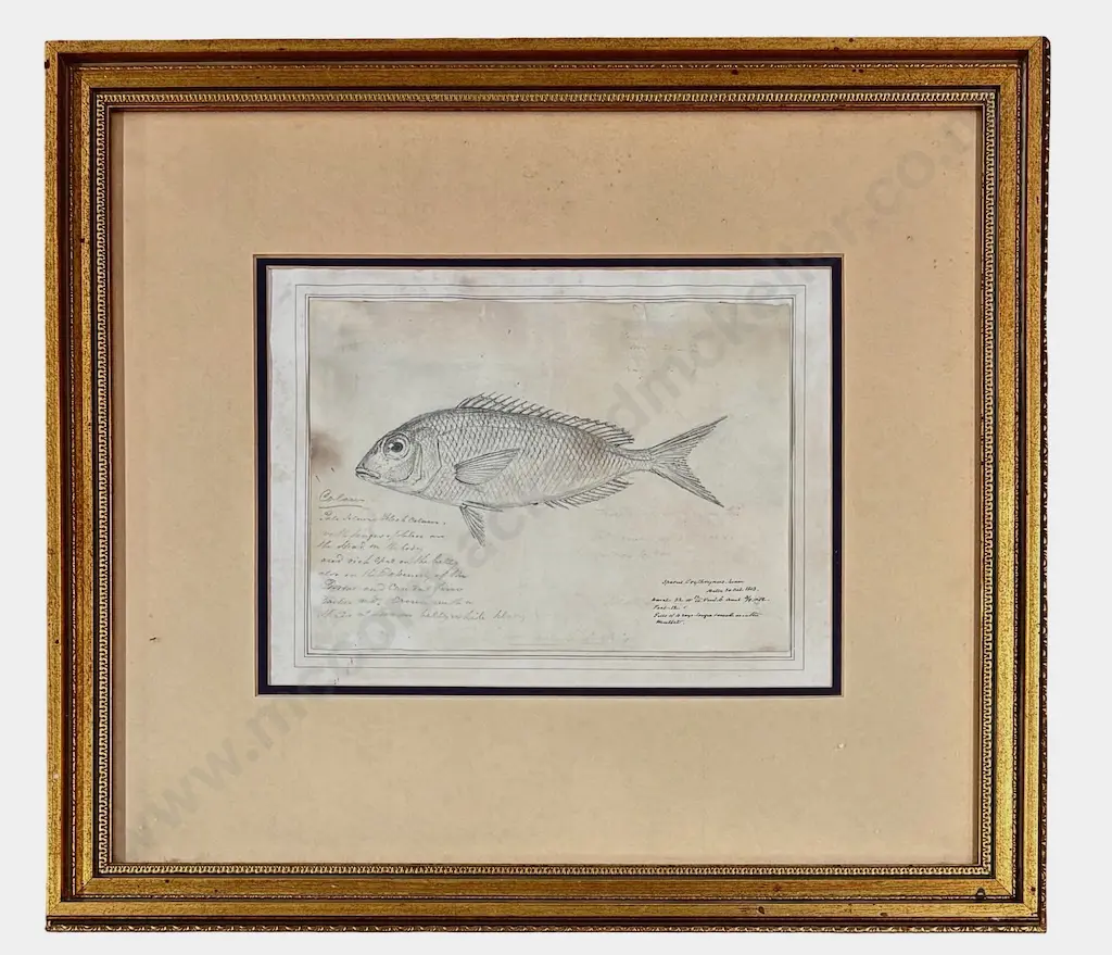 Unsigned - Fish Study, 1813, graphite on paper, 160x230mm Image 1++