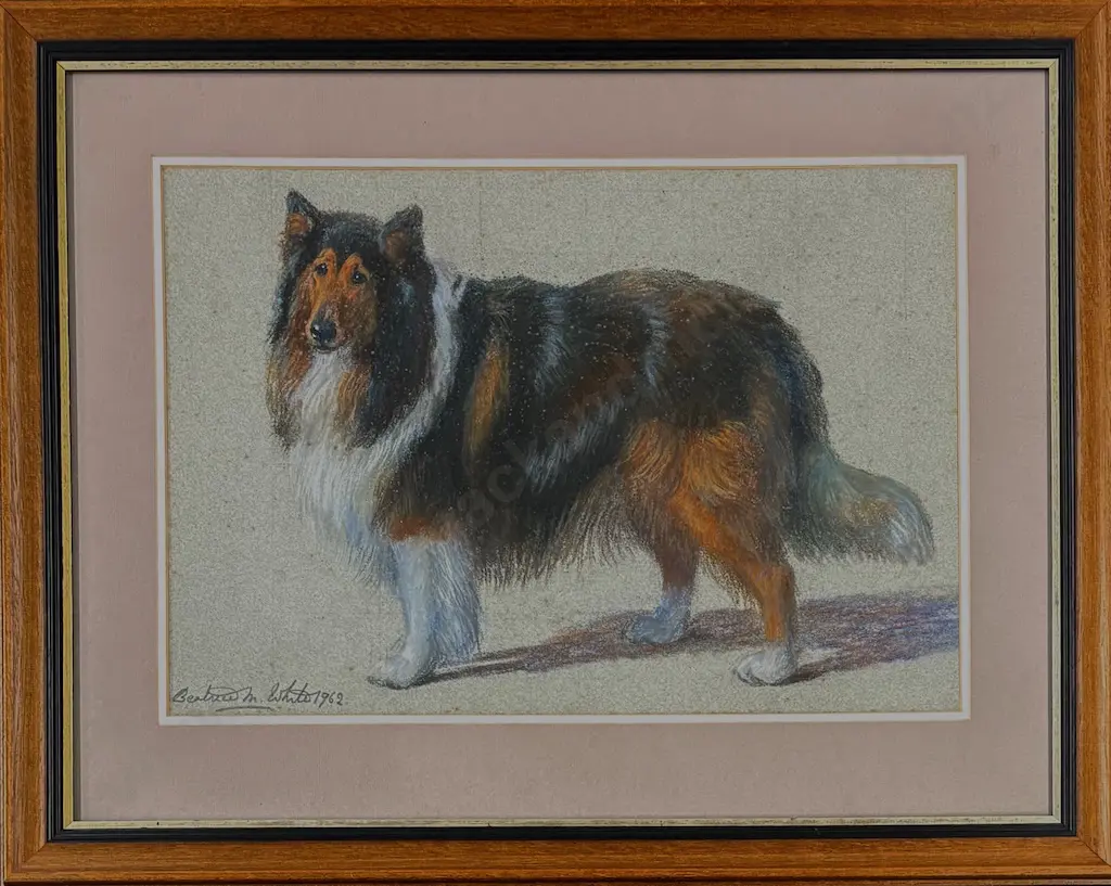 Beatrice M White - Rough Collie Study, pastel on paper, 1962, 330x470mm Image 1++